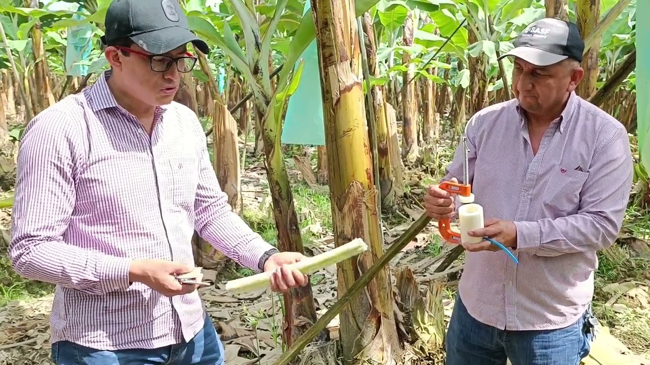 Metodología de análisis de savia en banano, parte 1