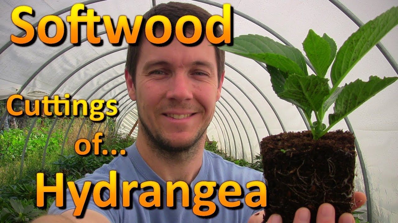 Propagating Softwood Cuttings of Hydrangea | Rooting Cuttings Earlier in the Summer