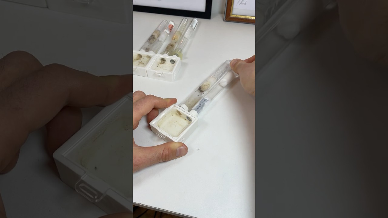 Comment connecter un tube aux fourmis (3 techniques)
