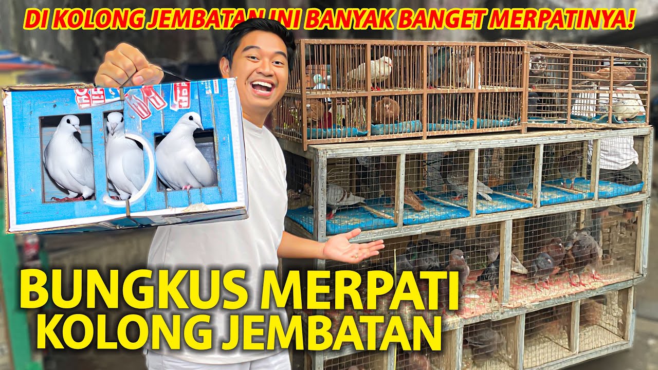 BUNGKUS MERPATI GIRING DI KOLONG JEMBATAN! BANYAK BANGET YANG DAGANG MERPATI DI TEMPAT INI!