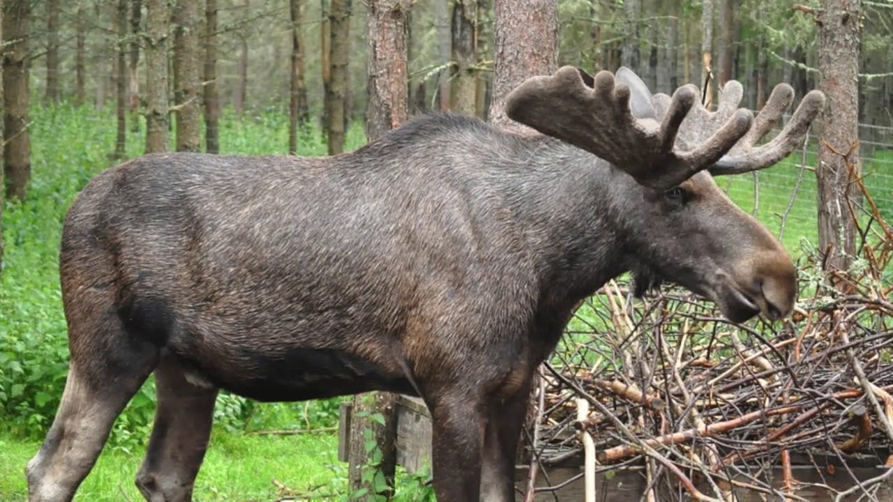 Bj&oslash;rn Gunnar Gjerstr&oslash;m: The sad moose