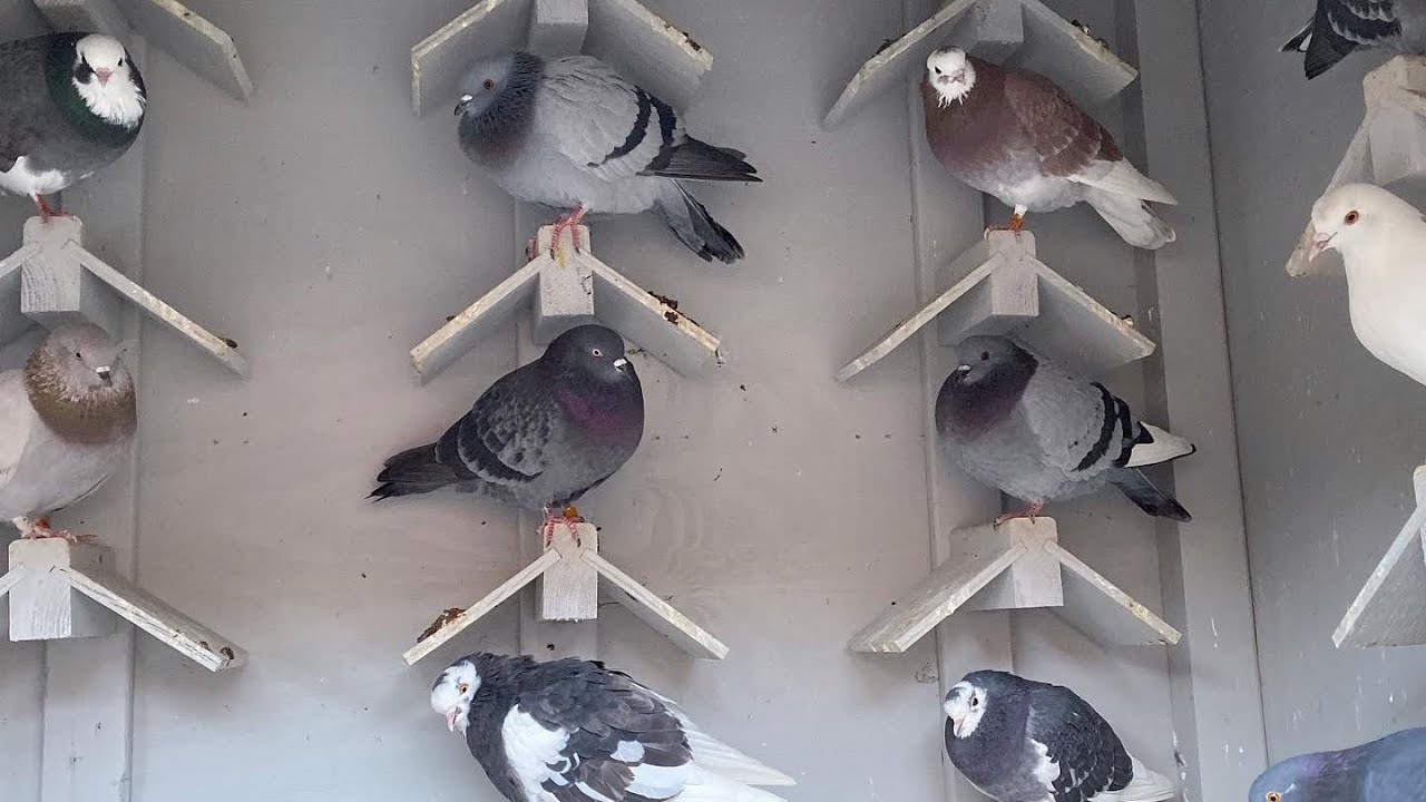 Birmingham roller pigeons on a beautiful day