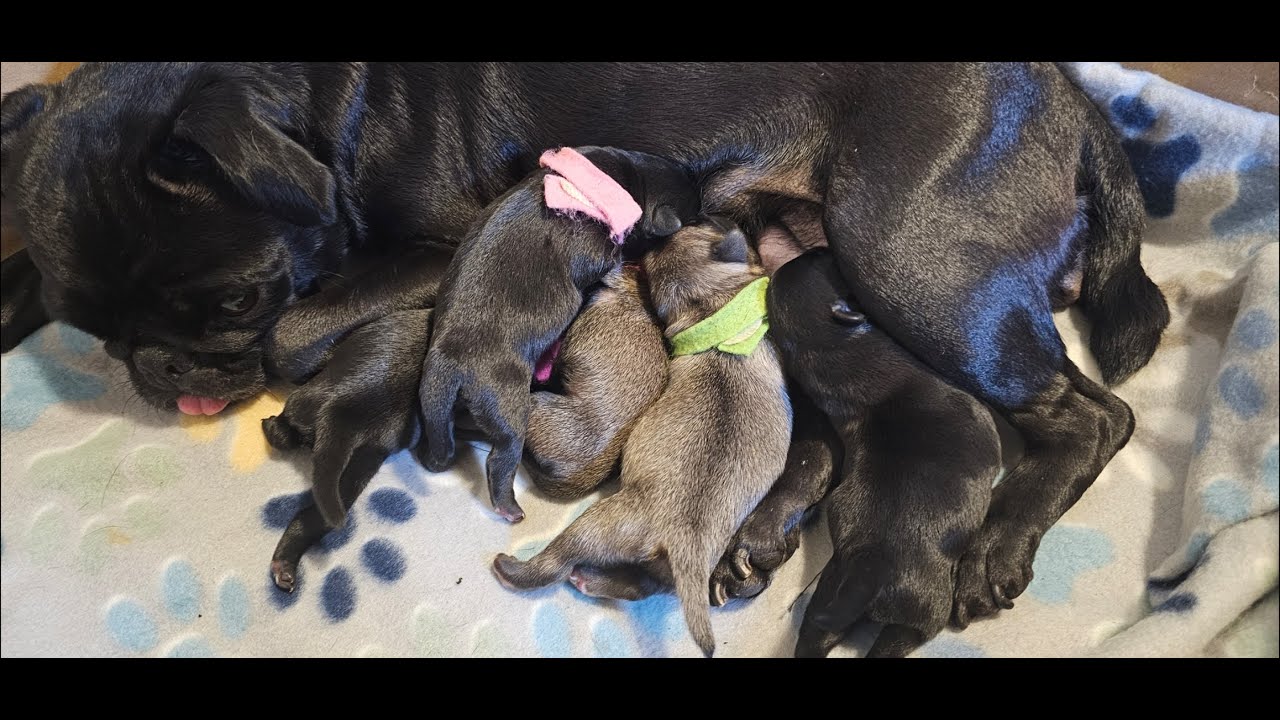 My PUG Gave Birth!