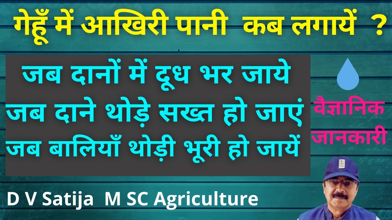 gehu me aakhri pani kab dena chahiye  | गेहूँ में आखरी पानी कब दें | last irrigation in wheat crop |