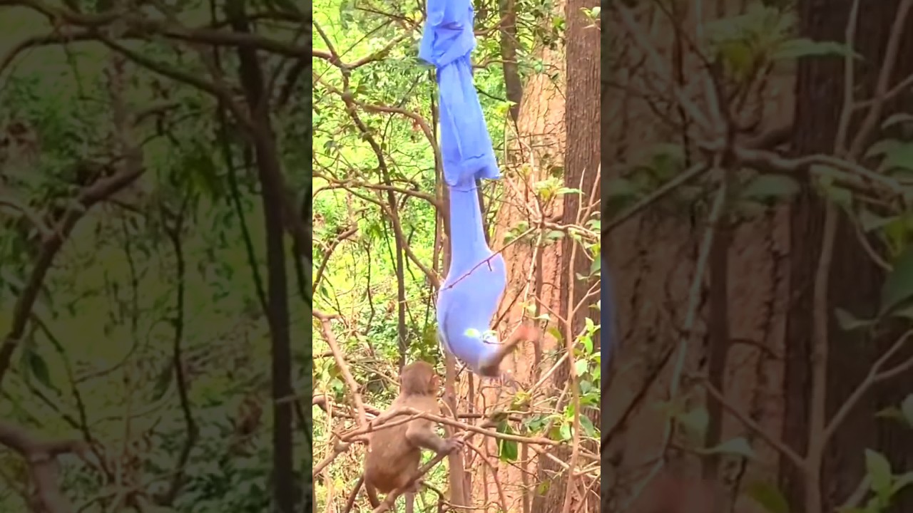 Monkey in traps #animals #entertainment #shortvideo