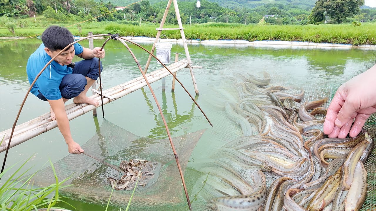 Small pond but big profit &ndash; The secret to earning hundreds of millions from raising Loach fish