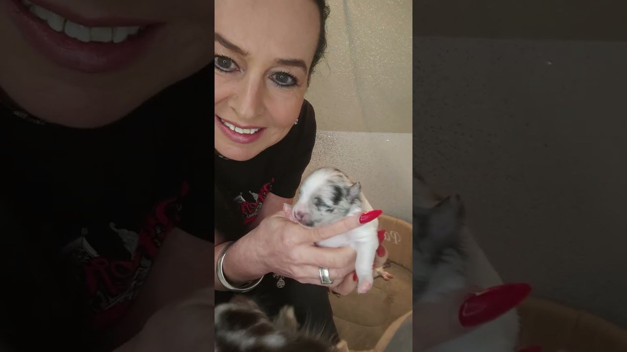 Heute ist der 9. Lebenstag, unserer Pomeranian Babys. Und Mama Nahla kümmert sich liebevoll 🩷🩷🩷 