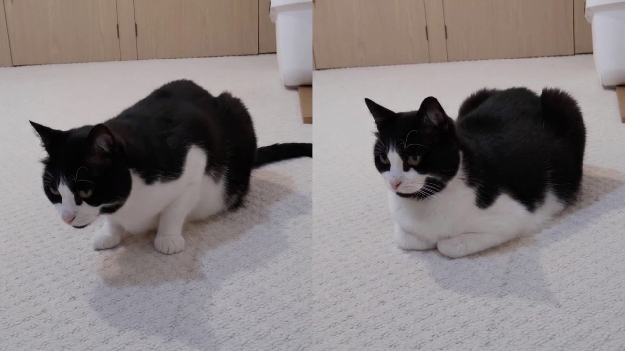 Cat Transforms Into Loaf