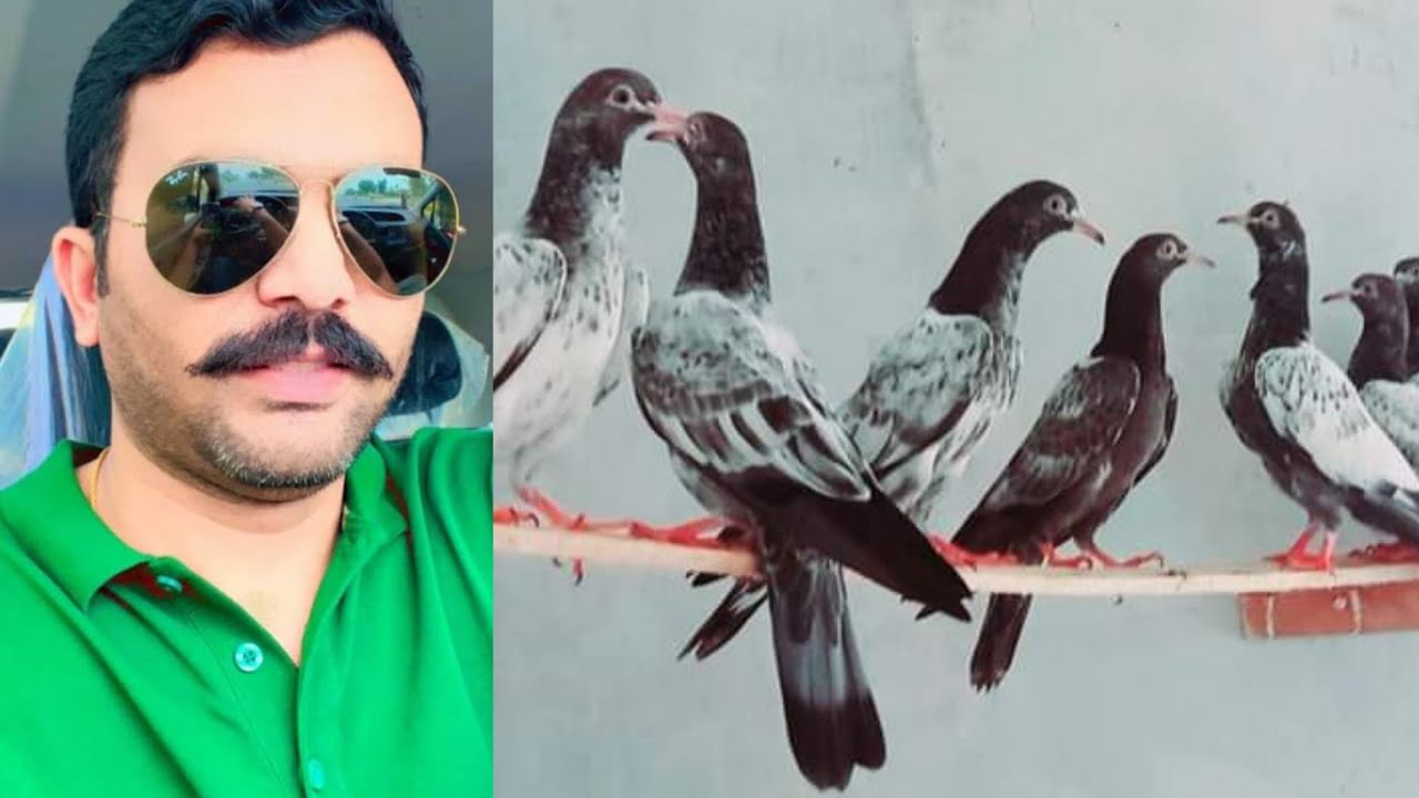 ustad Zain jutt of faisalabad key breeder pigeons shoq