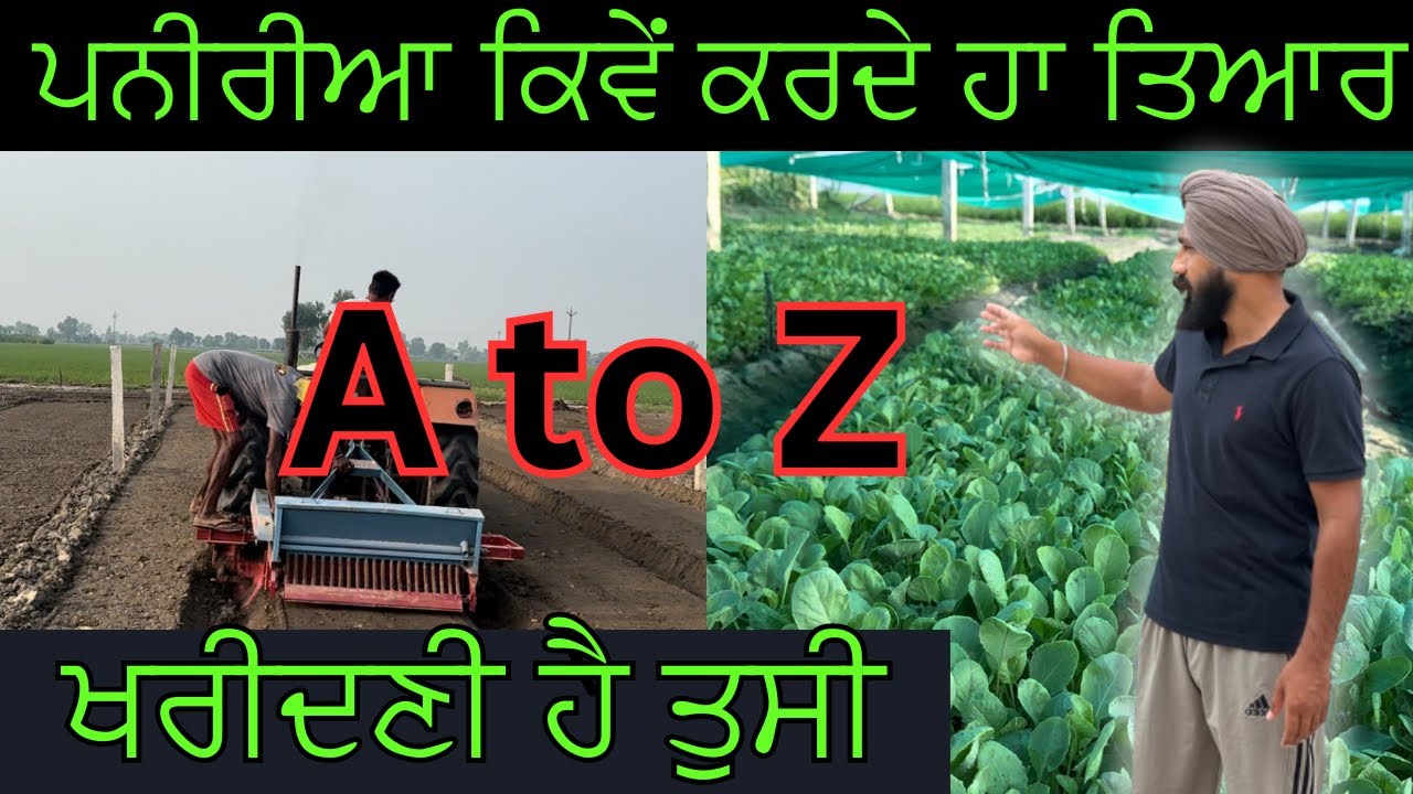 ਪਨੀਰੀ ਕਿਵੇਂ ਤਿਆਰ ਹੁੰਦੀ ਹੈ| Cauliflower Nursery|Gobhi ki paneeri kaise taiyar karen