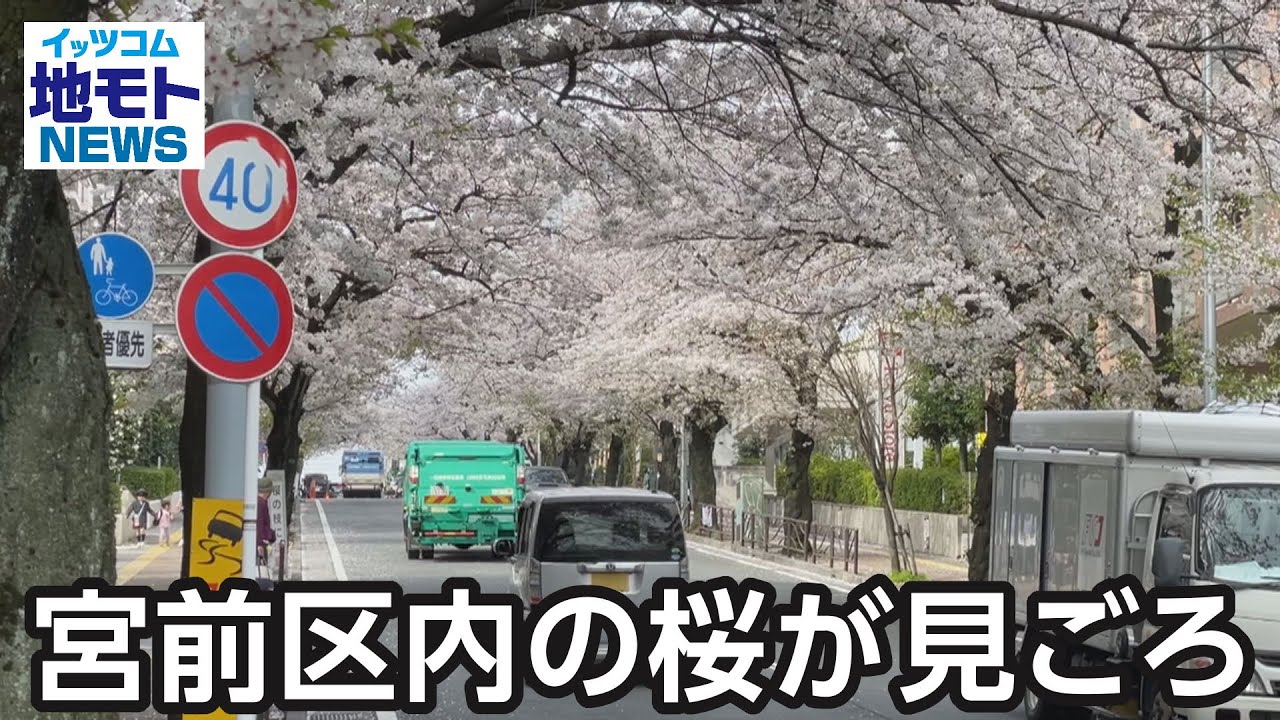 宮前区内の桜が見ごろ【地モトNEWS】2024/4/8放送