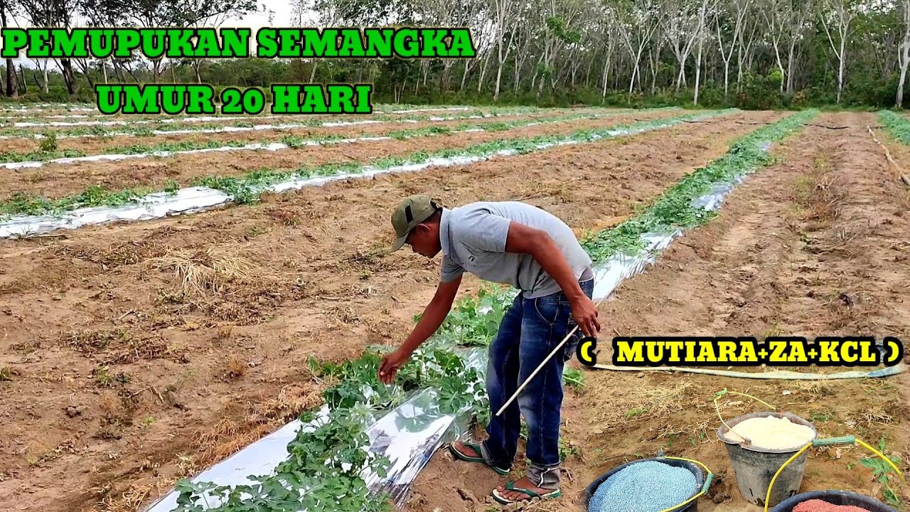 PEMUPUKAN SEMANGKA UMUR 20 HARI. MENGGUNAKAN PUPUK MUTIARA+ZA+KCL.