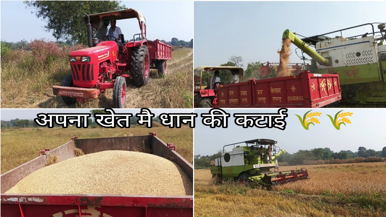 अपना खेत मै धान की कटाई 🌾🌾