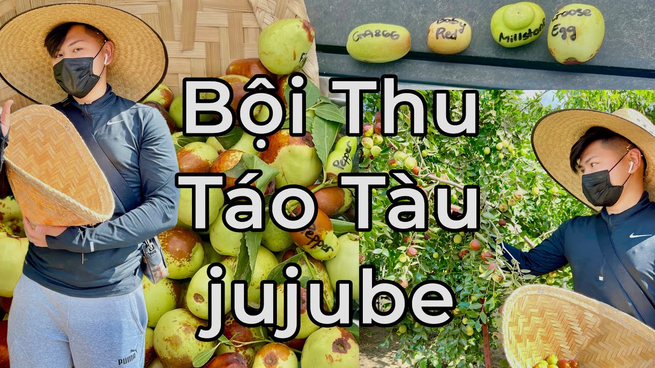 Bội Thu Táo Tàu: GA866,Chico,BabyRed,Pepper,Millstone,GooseEgg. Ăn Review Những Loại Chín Sớm K034
