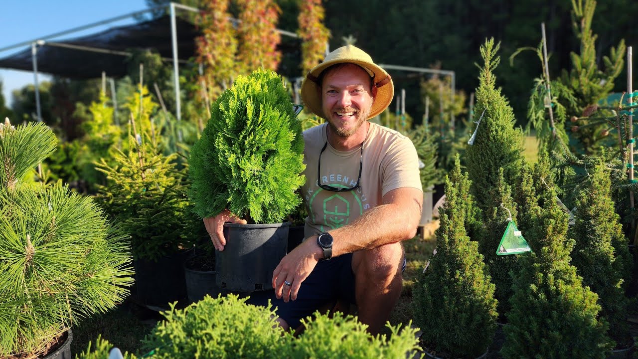 Eye-opening Conifer Tour: Discover Evergreens and Conifers That Thrive in the South!