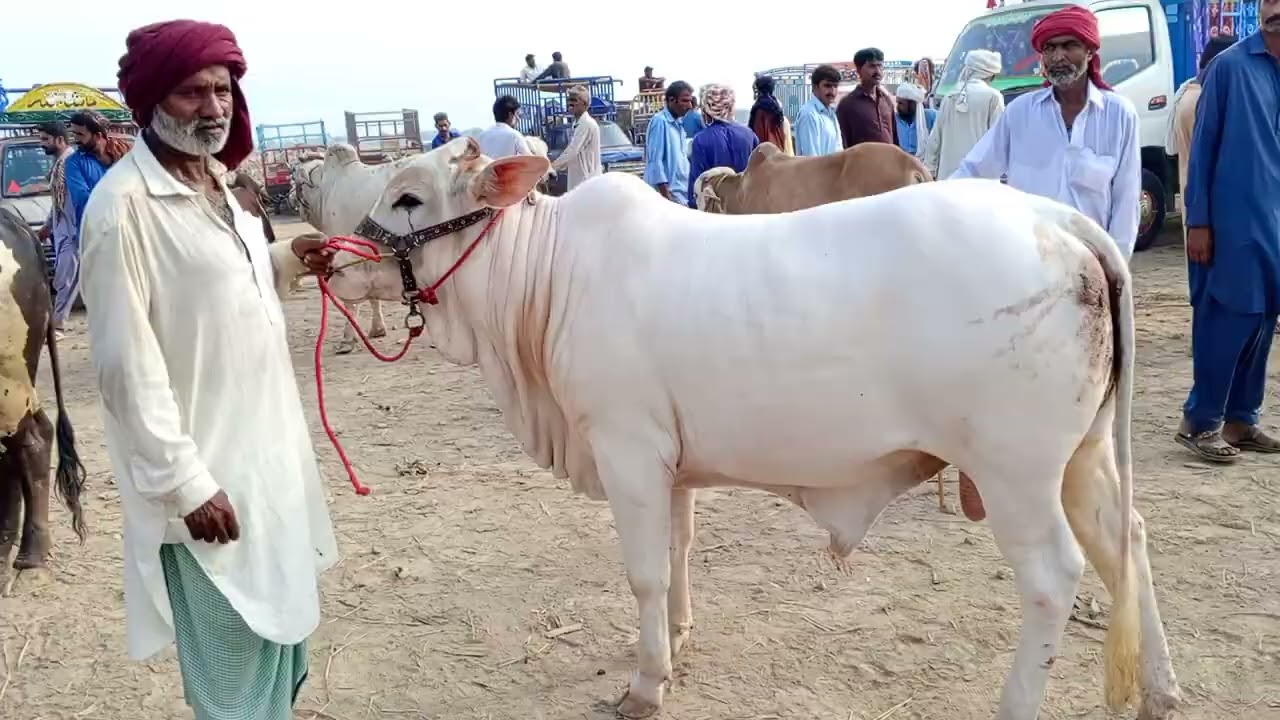 ماشاءاللہ ماشاءاللہ 