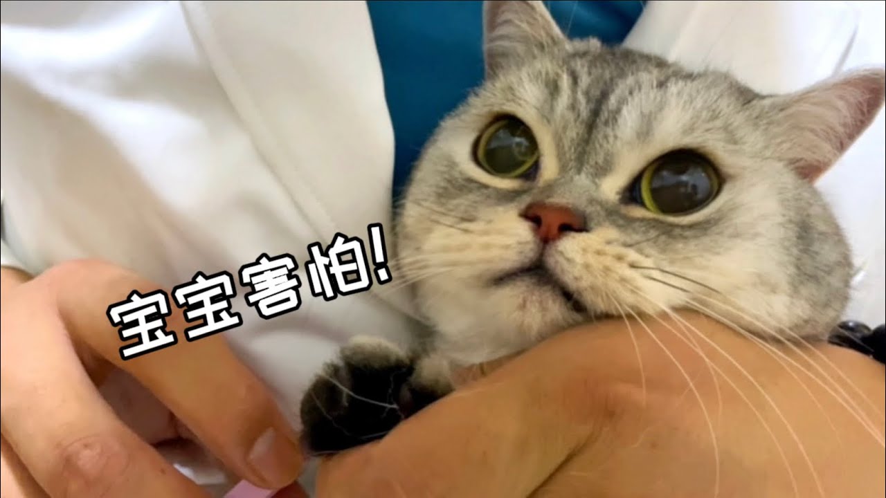 小嗲貓的殺傷力太大了！男醫生都徹底融化了..