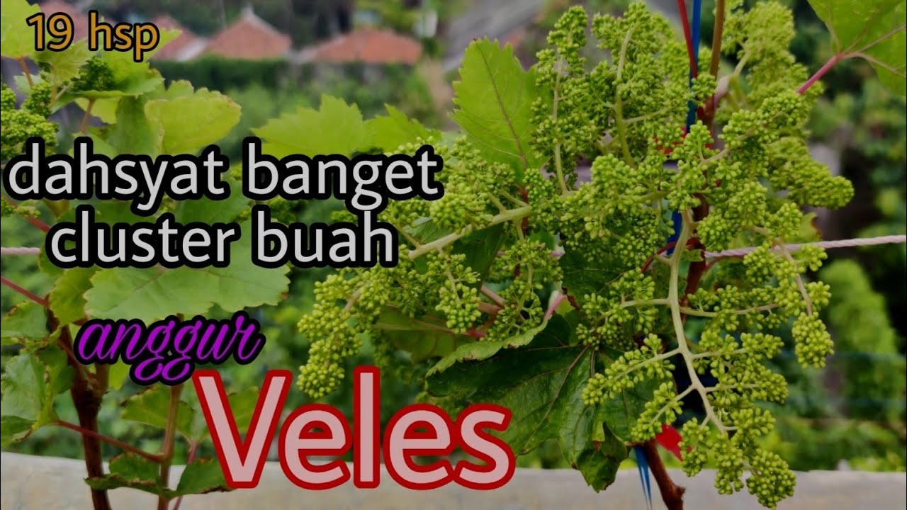 Anggur Veles part 2 | sortir cabang dan pemupukan | 19 hsp