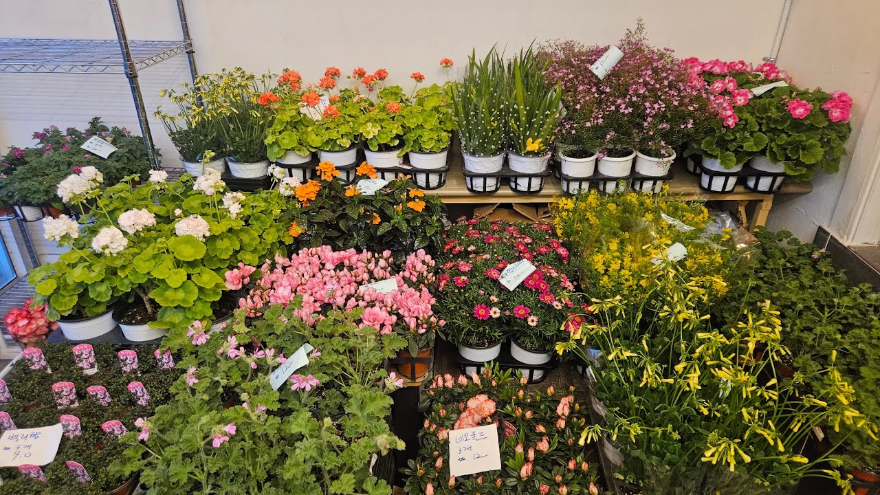 로뎀나무/3/5/문의 010 5380 5008/ 예쁜꽃 보러 놀러오세요~