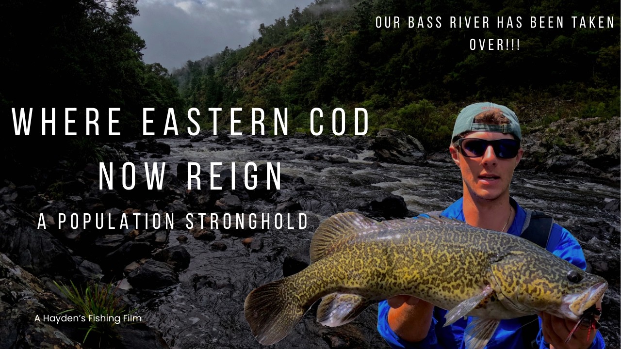 Where Eastern Cod Now Reign | A New Population Stronghold