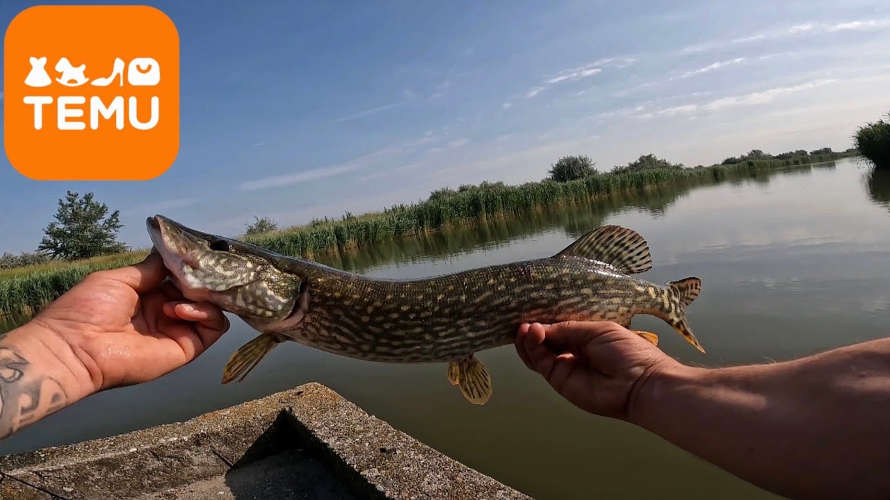 4.Temus horgászbot teszt! Durva TOPWATER akciókkal!