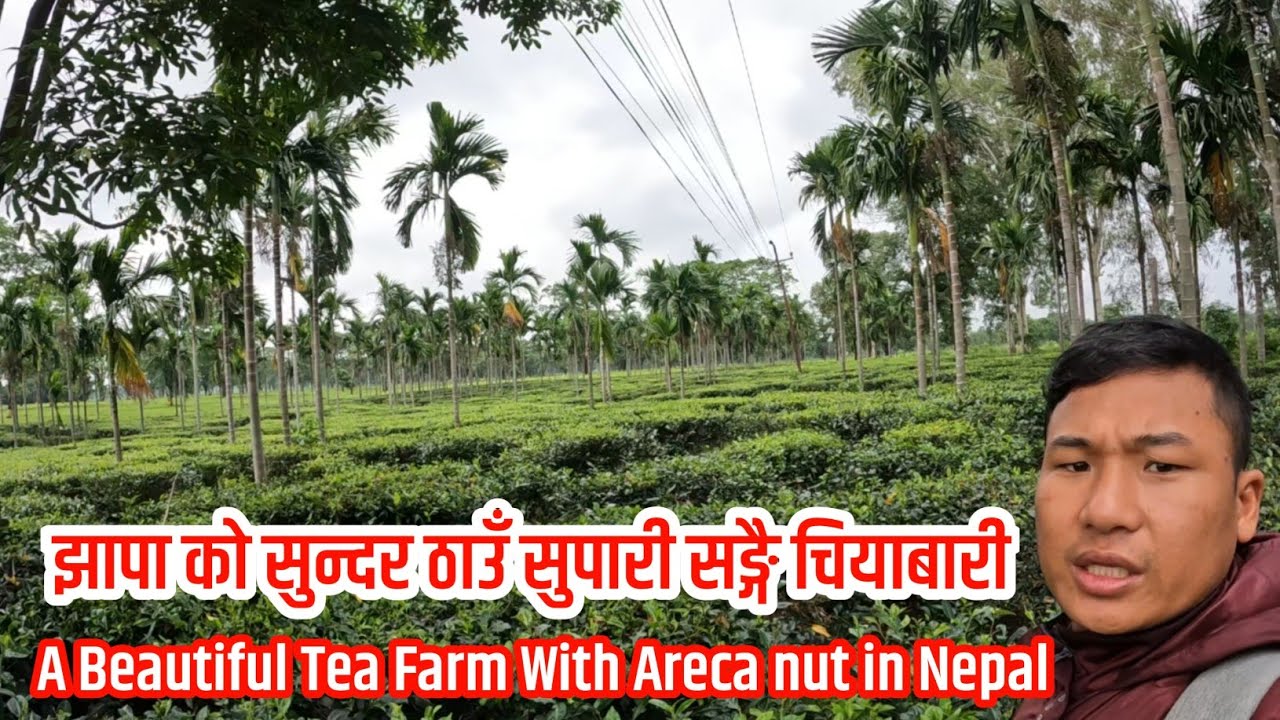 झापा को सुन्दर ठाउँ //A Beautiful Tea Farm With Areca Nut in Nepal//Dadson vlogs