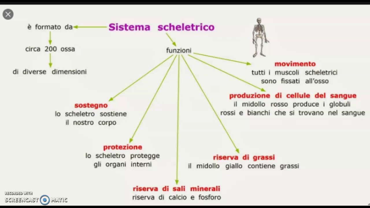 SISTEMA SCHELETRICO : INTRODUZIONE