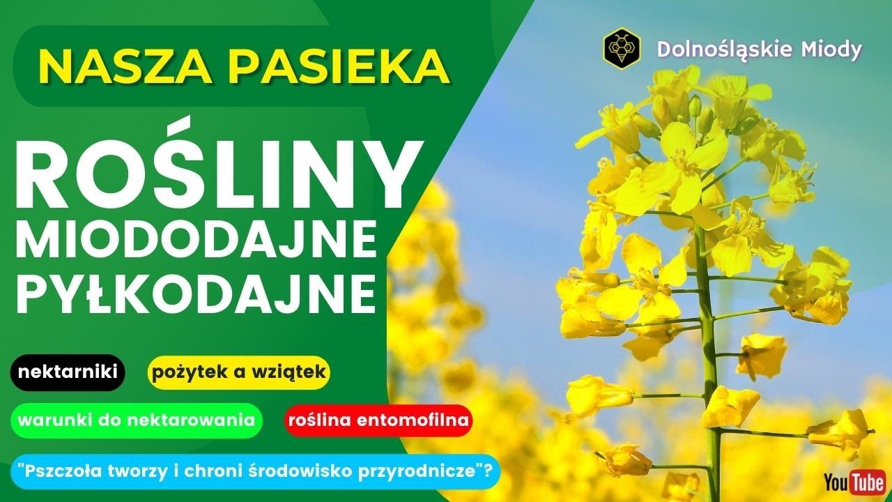 Rośliny miododajne i pyłkodajne #rośliny #dolnośląskie #miody #pasieka #pszczoły