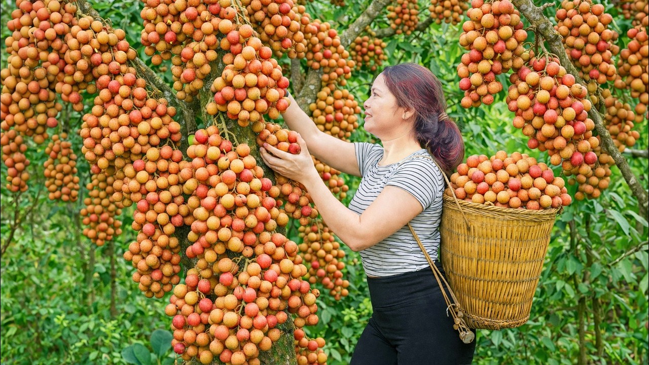 Harvesting Rare Red Longan To Sell | Crowds Rush to Buy the Sweetest Fruit