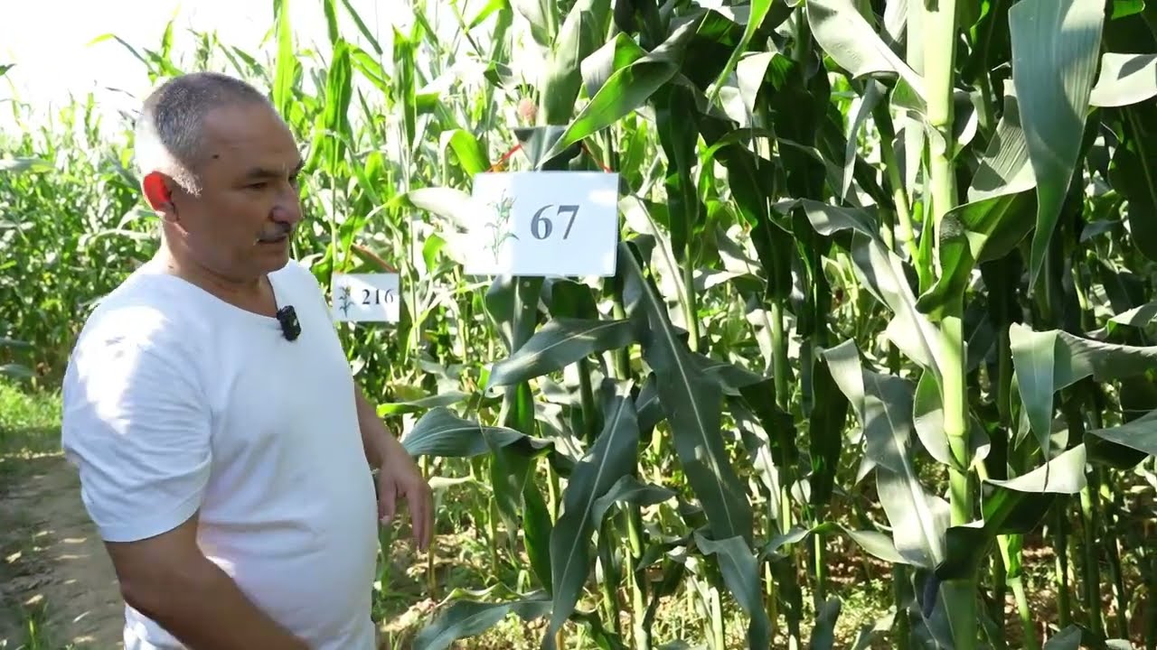 Бир гектардан 100 тоннагача Силос бериш салоҳиятига эга FL-67 маккажўхори гибриди (971305121)