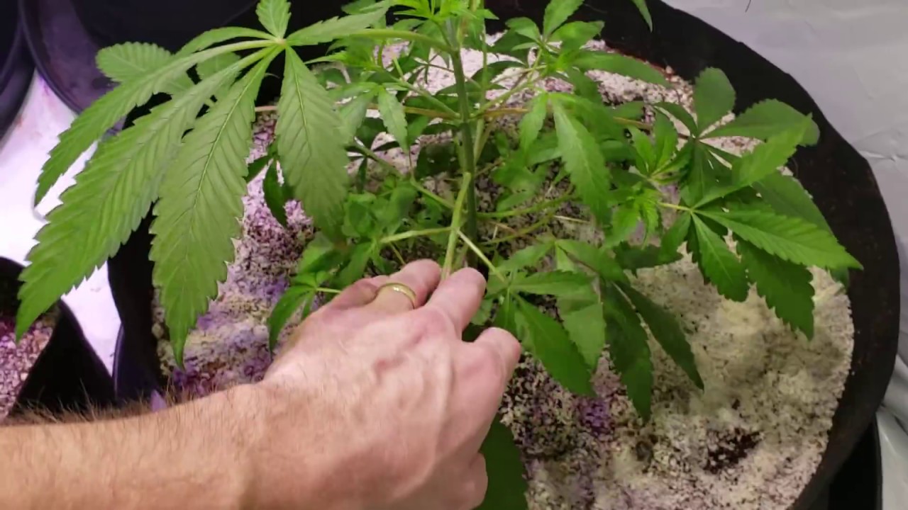 COB LED Side by Side Grow - Let the flowering begin - 2 Grow Rooms & 21 COBS - Optic 1XL - 4XL - 8+