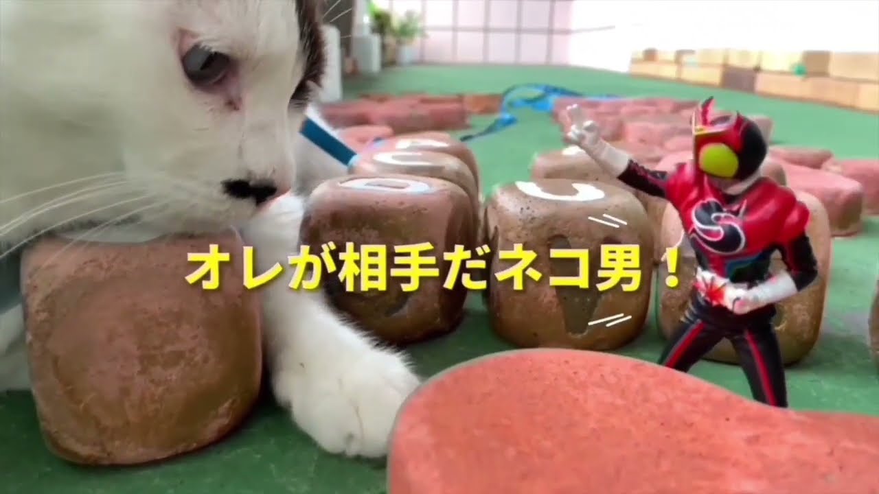 クウちゃん　VS    電気カブトムシ男