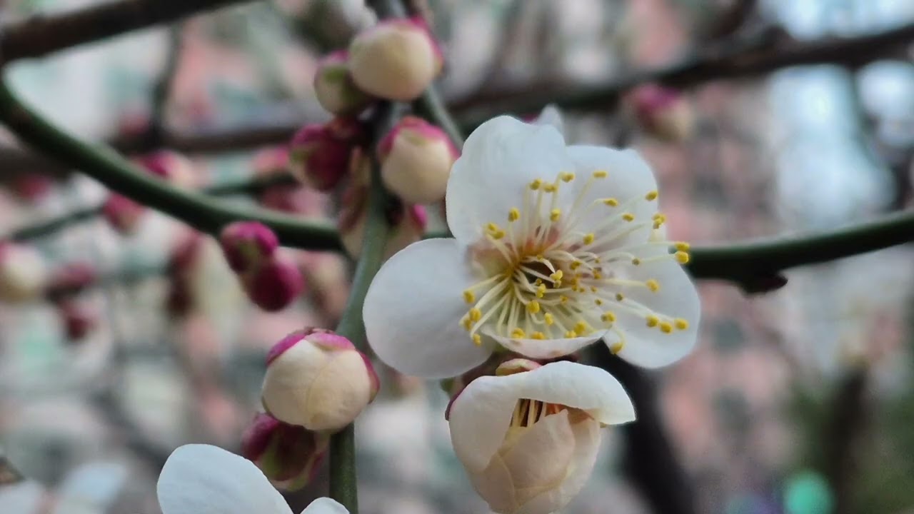 빛의 명소, #포항 영일대 야경, 봄의 전령, #흰매화,#홍매화 아파트에 매화가 활짝 피었어요 (더보기에 설명있어요)