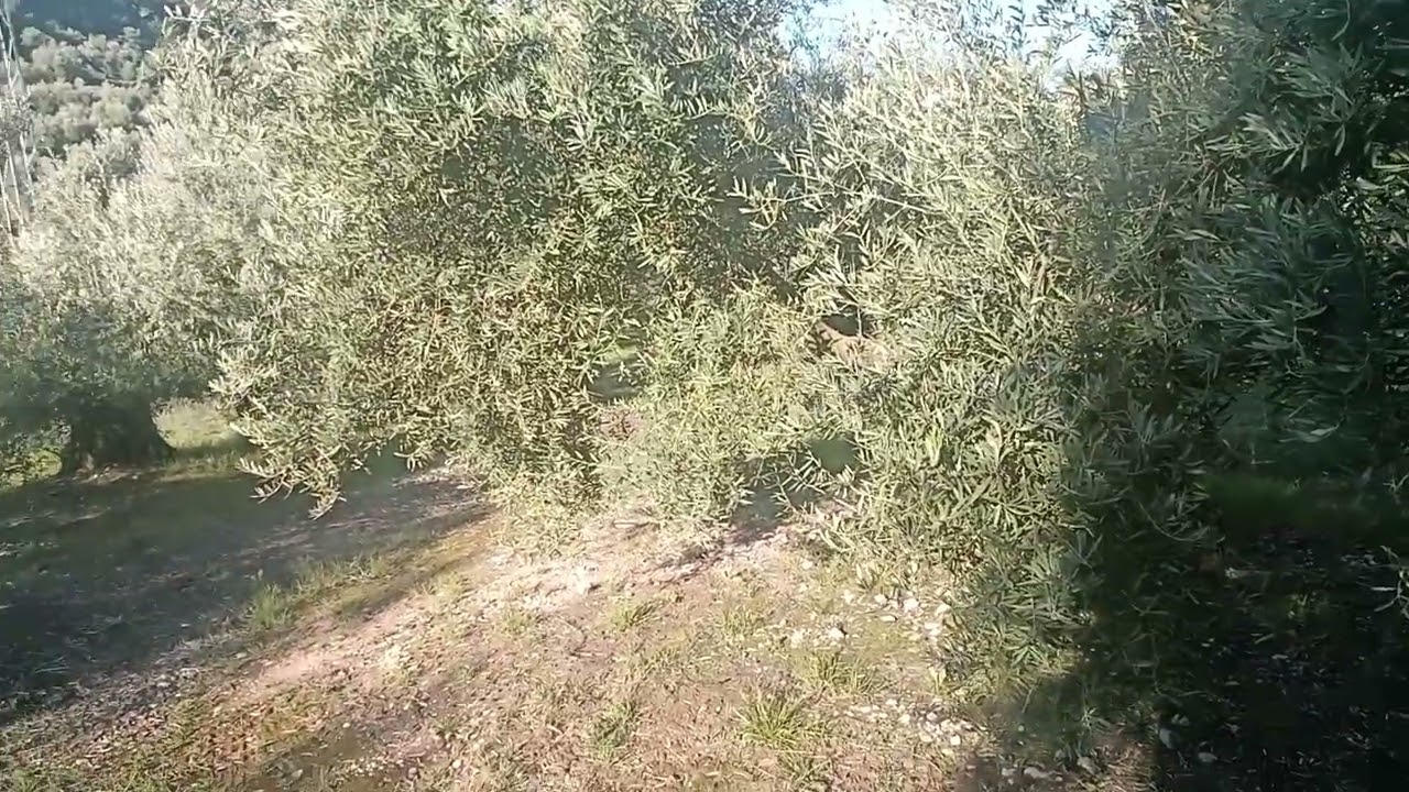 Abonado del olivar.