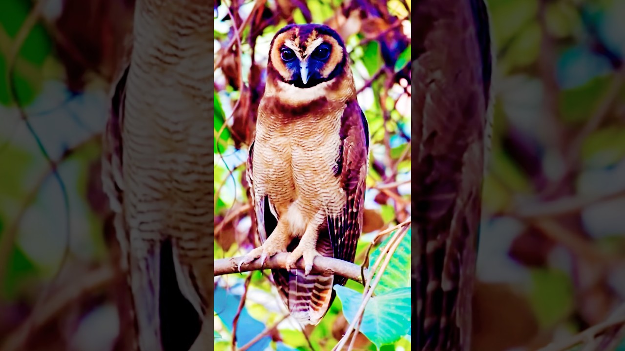 Mesmerizing Brown Wood Owl in the Wild