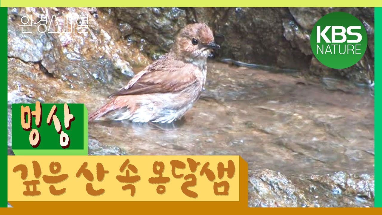 [멍상]#13 환경스페셜 ‘옹달샘, 생명을 적시다’ / KBS 20070627 방송