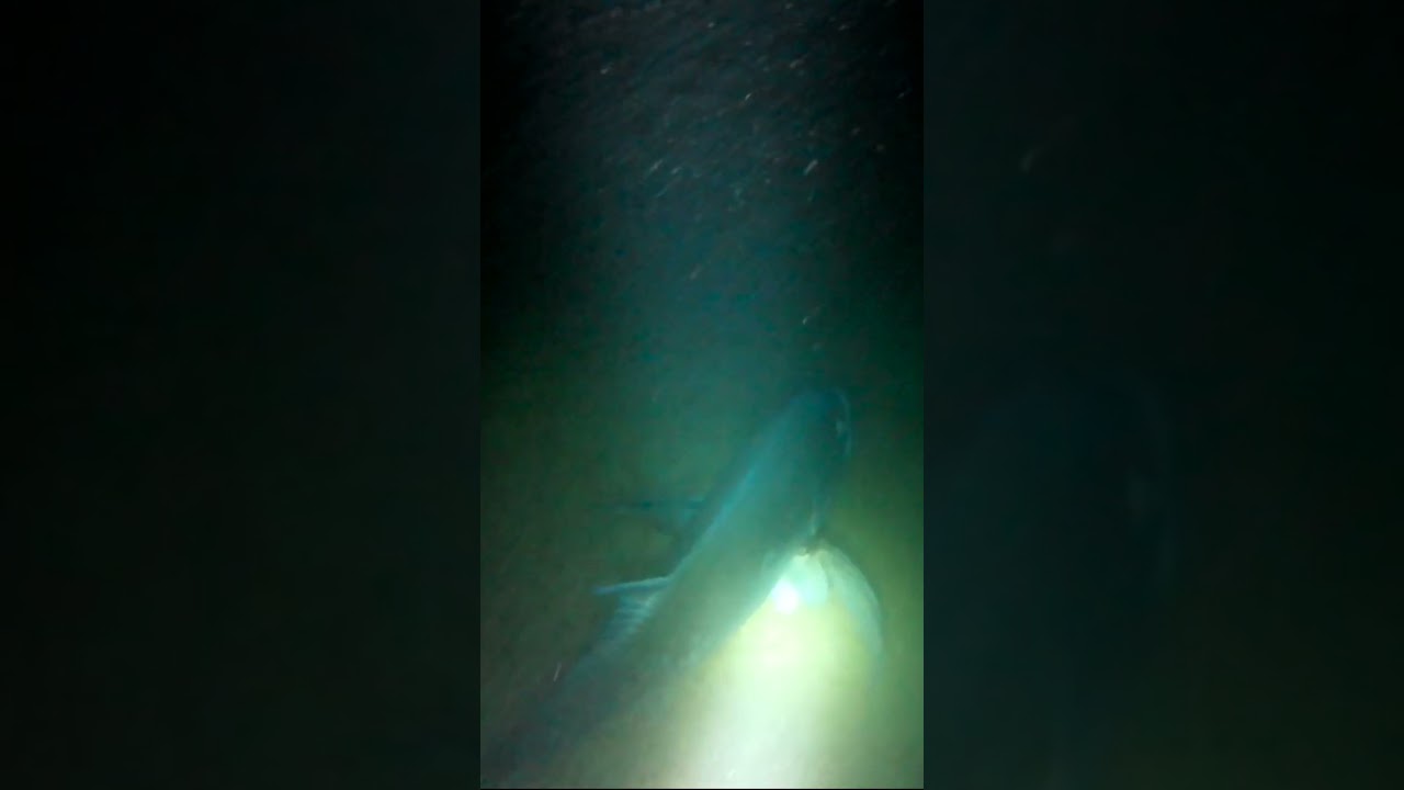 This fish scared me to death. I thought is was a shark. #adventure #ulua #kauaihawaii  #fishing