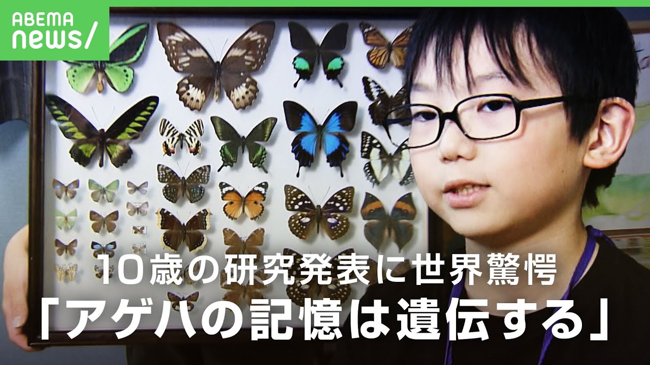 【小さな昆虫博士】「蝶は神様です」幼虫の頃の“においの記憶”が遺伝？国際学会で英語のスピーチ 海外の研究者が絶賛｜アベヒル