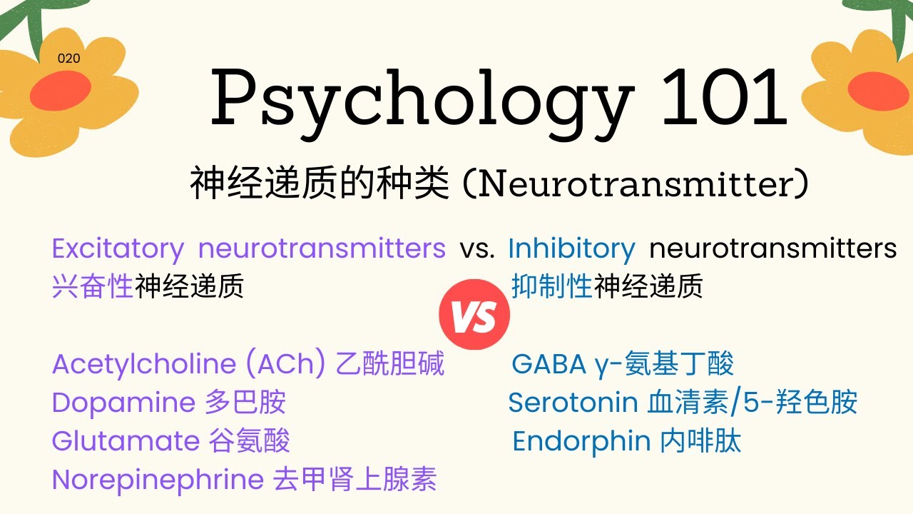 Psychology101|神经递质的种类(Neurotransmitter)