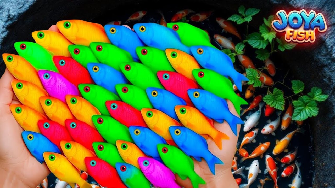 Great Catch Beautiful Aquarium Fish In Giant Colorful Eggs Koi,Glowfish,Turtle,Betta Fish,Gold Fish