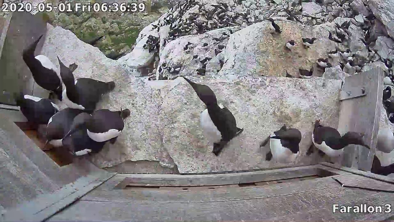Sea eagles disturb common murres breeding
