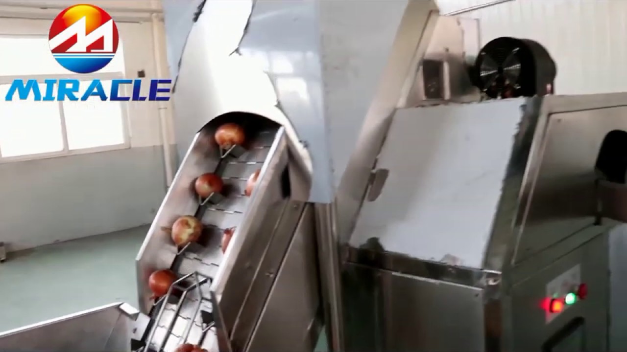 Double beits onion peeling machine and onion roots cutting machine