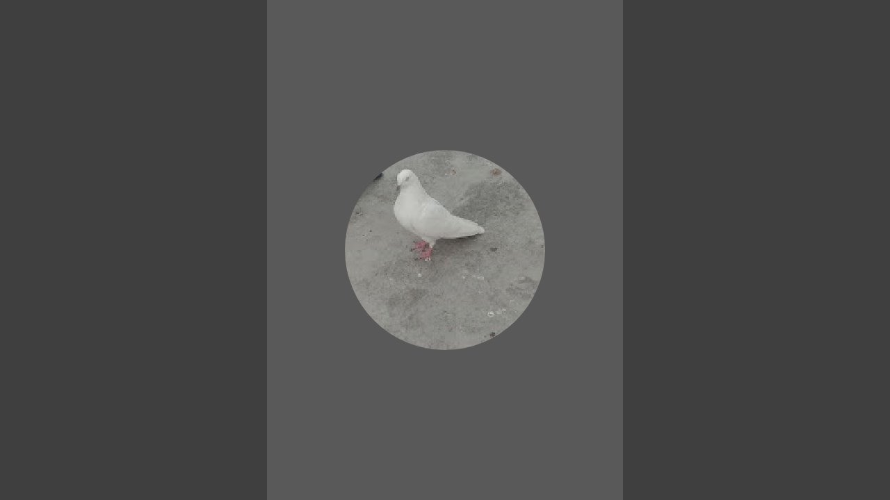pigeon desi lover 🕊️ is live! #youtube #shortsfeed
