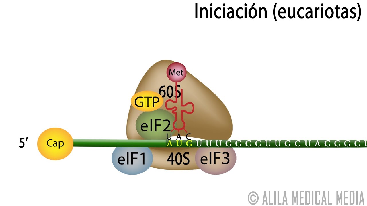 Traducci&oacute;n Eucariota &ndash; S&iacute;ntesis de Prote&iacute;nas. Alila Medical Media Espa&ntilde;ol.