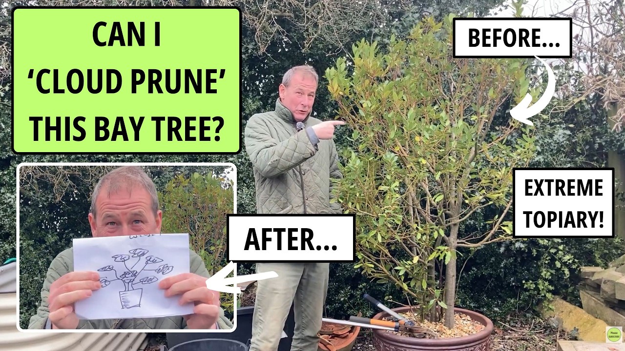 I 'Cloud Pruned' a Bay Tree...extreme topiary.