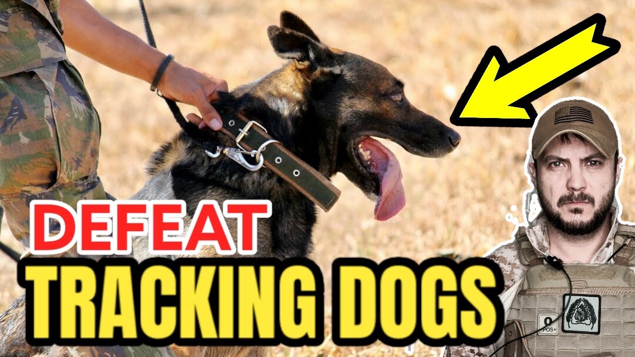 A SKILL YOU MAY JUST NEED TO KNOW! HOW TO DEFEAT TRACKING DOGS!