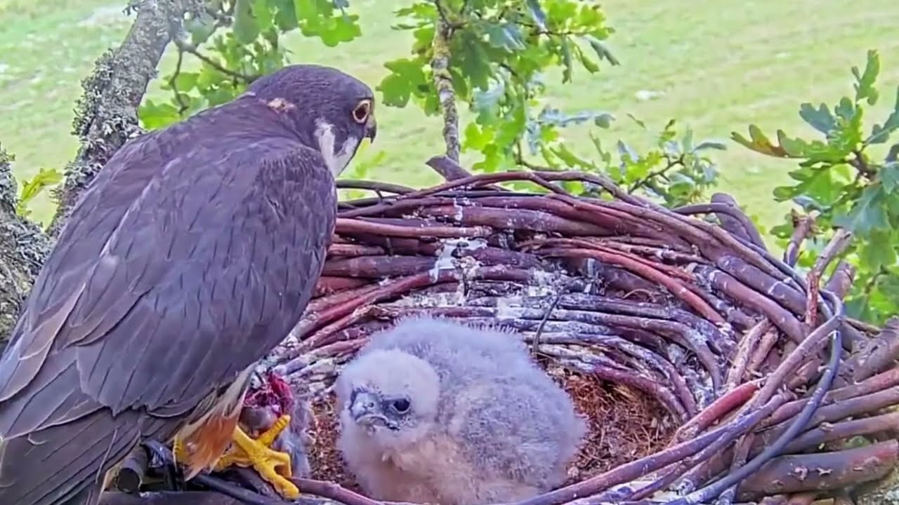 #falcon Cam4#89 Review baby birds in the nest - Dad and mother brings food to feed their chicks