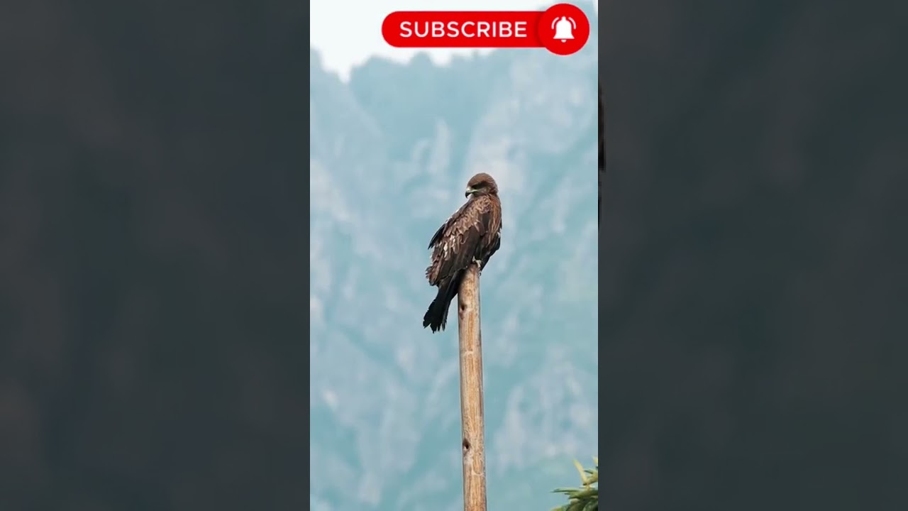iPhone 13 Pro V/S Canon 90d Zoom Test 