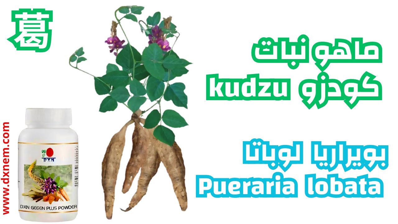ماهو نبات كودزو kudzu بويراريا لوباتاlobata Pueraria