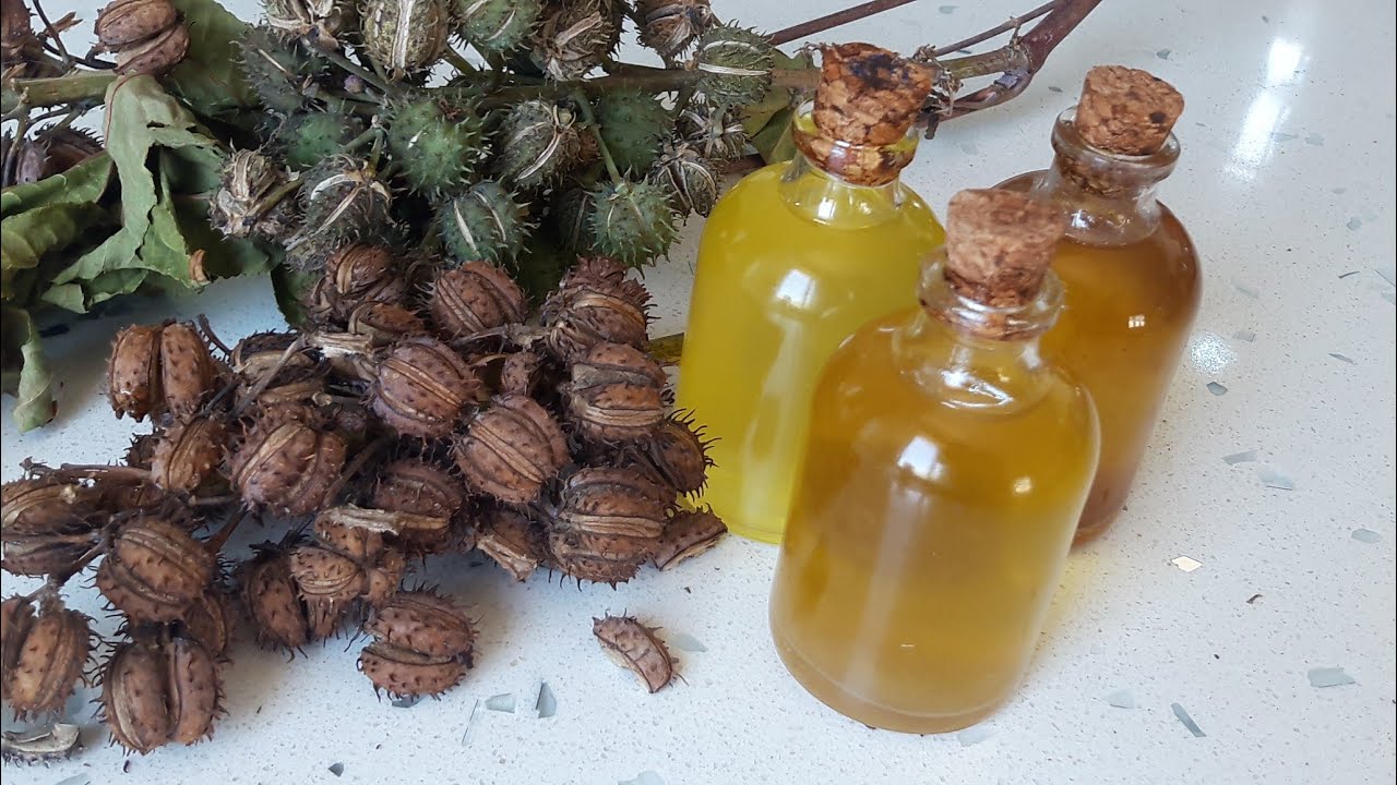 MUCİZE YAĞ HİNT YAĞI EVDE NASIL YAPILIR? HOW TO MAKE CASTOR OİL AT HOME?    كيف تستخرج زيت الخروع